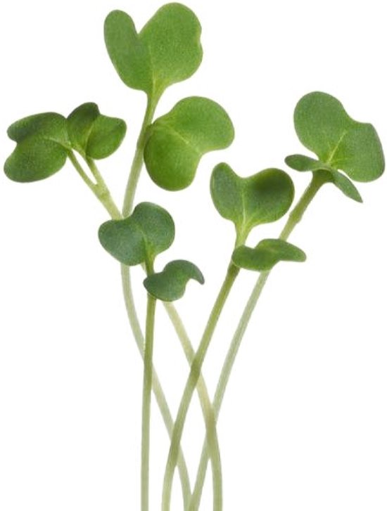 Buzzy® Microgreens, Boerenkool Westlandse Herfst