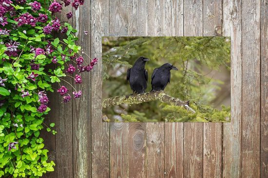Deux corbeaux noirs sont assis ensemble sur une branche Affiche de jardin 90x60 cm - Toile de jardin / Toile d'extérieur / Peintures d'extérieur (décoration de jardin)