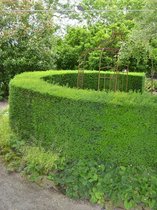 Venijnboom Taxus baccata 80-100 cm, 10x Haagplant