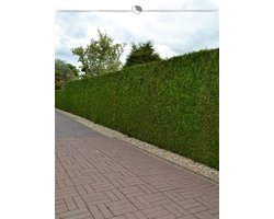 Westerse Levensboom Thuja Brabant 160-180 cm, 5x Haagplant