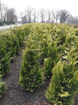 Gele Californische Cypres Chamaecyparis Ivonne 200-225 cm, 25x Haagplant