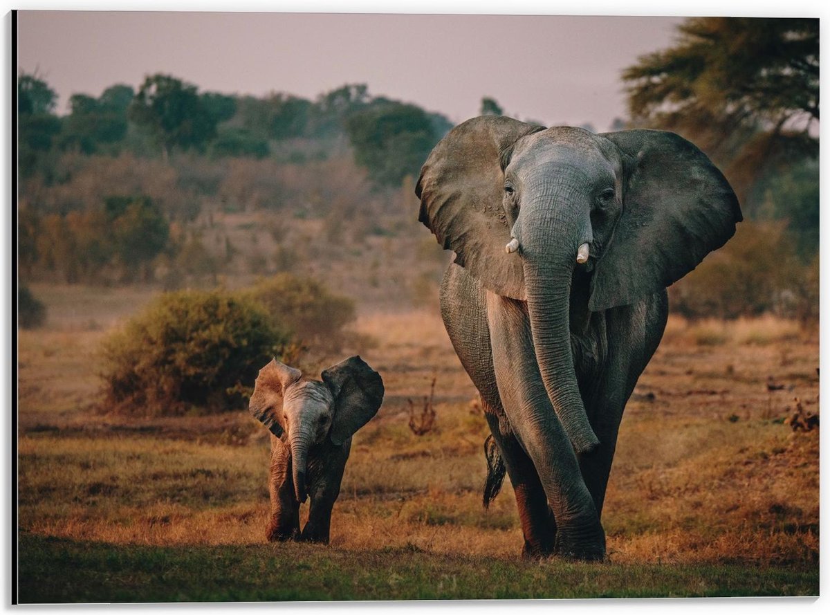 Dibond - Olifant met Haar Baby lopend over Landschap - 40x30cm Foto op Aluminium (Wanddecoratie van metaal)