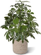 Schefflera kunstplant 50cm - UV bestendig