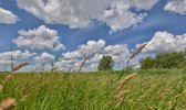 Fotobehang riet en gras