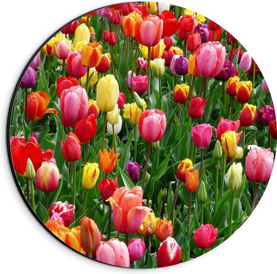Dibond Muurcirkel - Tulpenveld met Gekleurde Tulpen - 20x20 cm Foto op Aluminium Muurcirkel (met ophangsysteem)
