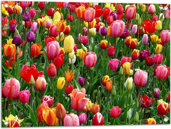 Tuinposter – Tulpenveld met Gekleurde Tulpen - 80x60 cm Foto op Tuinposter (wanddecoratie voor buiten en binnen)