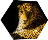 WallClassics - PVC Schuimplaat Hexagon - Zonlicht op Panter - 70x60.9 cm Foto op Hexagon (Met Ophangsysteem)