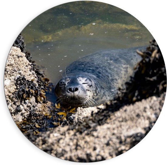 WallClassics - Dibond Muurcirkel - Zeehond met zijn Hoofd boven Water - 90x90 cm Foto op Aluminium Muurcirkel (met ophangsysteem)