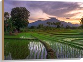 Hout - Rijstvelden Vol met Water in Indonesië - 80x60 cm - 9 mm dik - Foto op Hout (Met Ophangsysteem)
