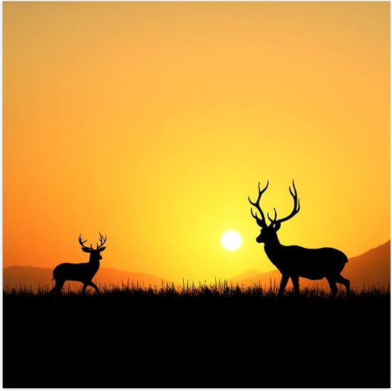 Poster Glanzend – Silhouet van Herten rennend door het Weiland bij Zonsondergang - 50x50 cm Foto op Posterpapier met Glanzende Afwerking