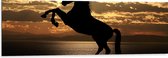 Dibond - Silhouet van Stijgend Paard aan de Kust tijdens Zonsondergang - 120x40 cm Foto op Aluminium (Met Ophangsysteem)