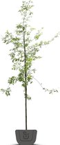 Eik | Quercus Robur | Stamomtrek: 6-8 cm