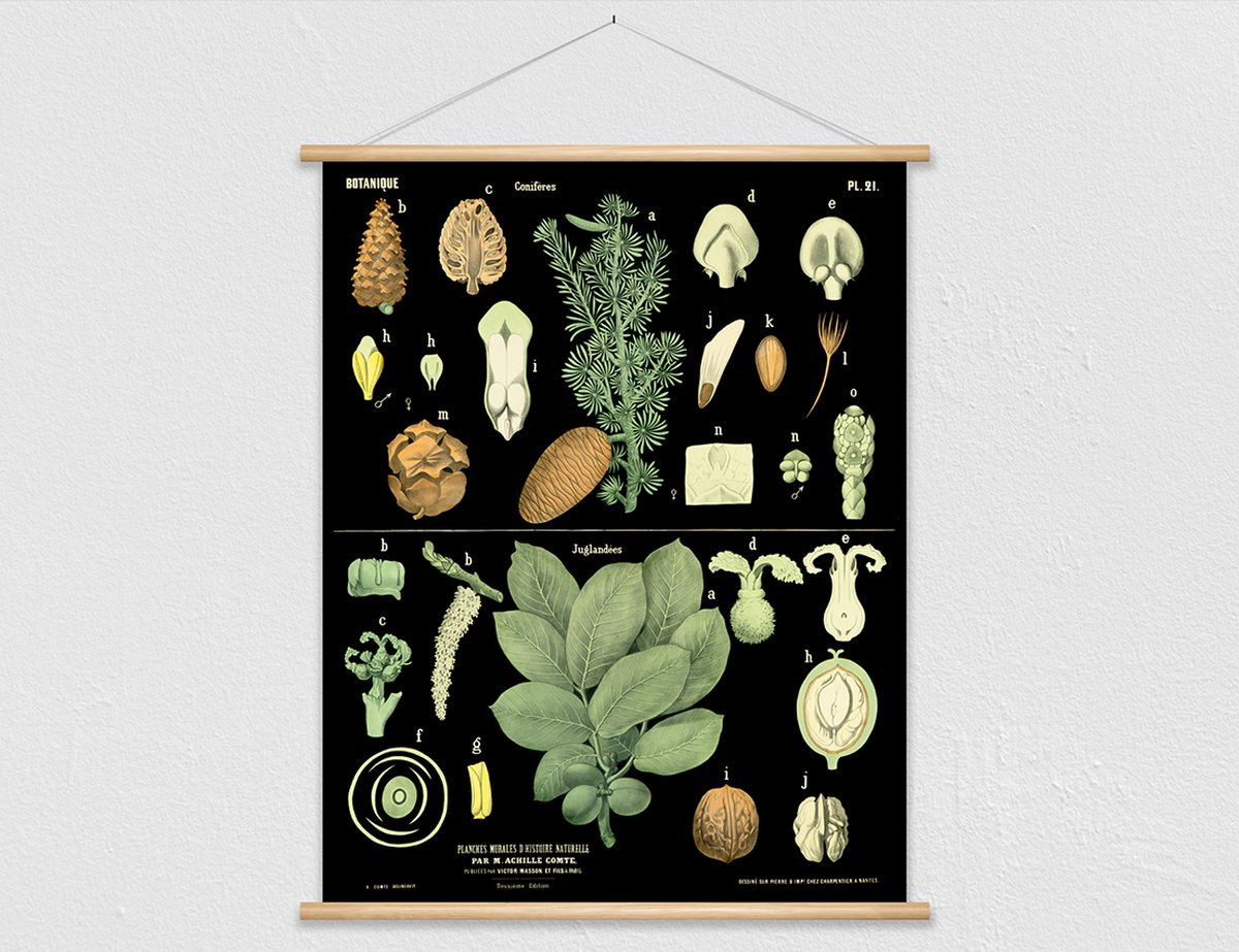 wallchart unlimited Heruitgave van vintage antieke Franse schoolplaat - Conifeer en walnotenboom zwart, groen, geel, rood