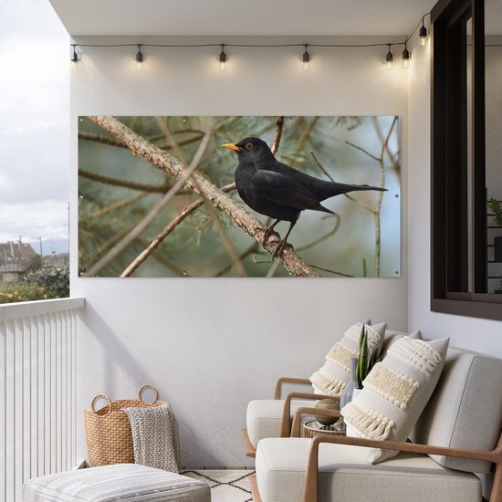 Affiche de clôture Vogel - Merle - Branches - Animaux - 200x100 cm - Toile de jardin