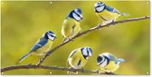 Tuinposter vogels - Tuindecoratie pimpelmees - 160x80 cm - Wanddecoratie voor buiten - Schutting decoratie natuur - Buitenposter - Schuttingdoek - Tuindoeken - Tuinversiering - Tuin doek - Balkon poster