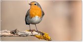 Affiche de clôture Robin - Vogel - Branche - Animaux - 200x100 cm - Toile de jardin