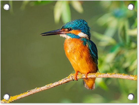 Décoration de Jardin Vogel - Martin-pêcheur - Branche - Feuilles - Mousse - 40x30 cm - Toile de jardin - Poster extérieur