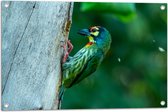 Tuinposter – Groene Kopersmid Vogel tegen Boomstam in de Groene Natuur - 75x50 cm Foto op Tuinposter (wanddecoratie voor buiten en binnen)