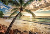 Fotobehang - Vlies Behang - Palmboom aan Zee - 254 x 184 cm