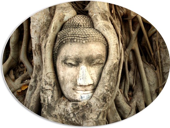 PVC Schuimplaat Ovaal - Boeddha Beeld Verwikkeld in Wortels van Grote Oude Boom - 80x60 cm Foto op Ovaal (Met Ophangsysteem)
