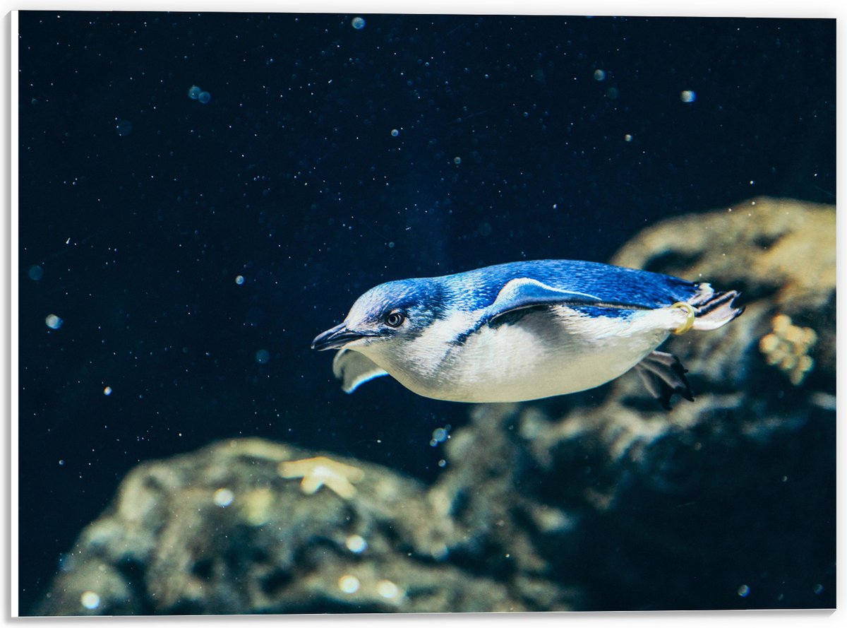 PVC Schuimplaat- Zwemmende Blauwe Pingïun door Aquarium - 40x30 cm Foto op PVC Schuimplaat