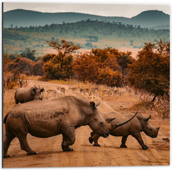 Dibond - Overstekende Groep Neushorens met Antilopes in Afrika - 50x50 cm Foto op Aluminium (Met Ophangsysteem)