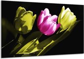 Peinture sur verre tulipe | Violet, vert, noir | 120x70cm 1Hatch | Tirage photo sur verre |  F003712