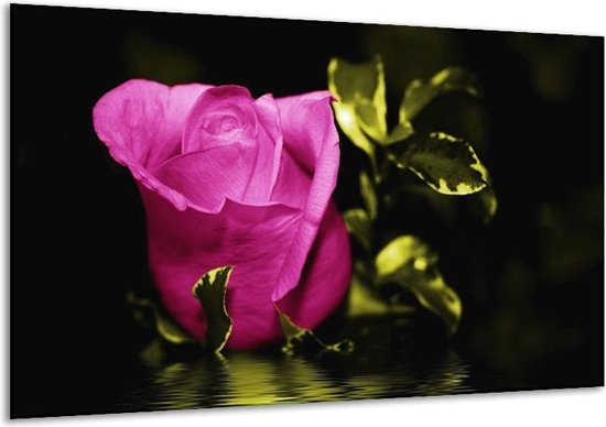 Glasschilderij Roos | Roze, Groen, Zwart | | Foto print op Glas |  F003710