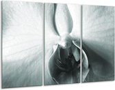 Glasschilderij Bloem - Grijs, Wit, Groen - 120x80cm 3Luik - Foto Op Glas - Geen Acrylglas Schilderij - GroepArt 6000+ Glas Art Collectie - Maatwerk Mogelijk