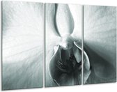 Peinture sur verre Fleur | Gris, blanc, vert | 120x80cm 3 Liège | Tirage photo sur verre | F006734