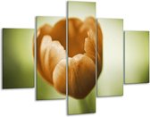 Glasschilderij -  Tulp - Groen, Bruin, Wit - 100x70cm 5Luik - Geen Acrylglas Schilderij - GroepArt 6000+ Glasschilderijen Collectie - Wanddecoratie- Foto Op Glas