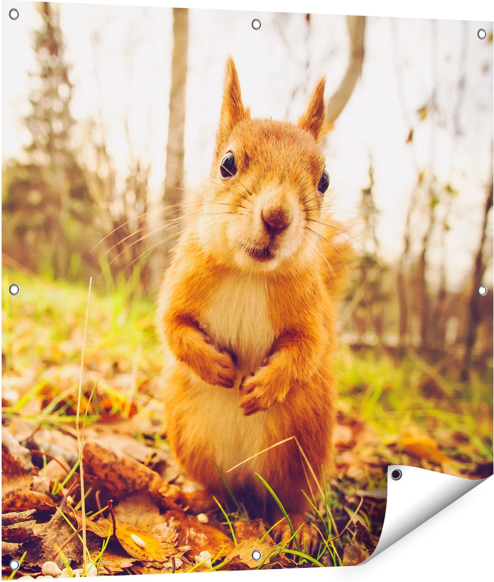 Gards Tuinposter Eekhoorn in het Bos tijdens de Herfst - 90x90 cm - Tuindoek - Tuindecoratie - Wanddecoratie buiten - Tuinschilderij Multikleur