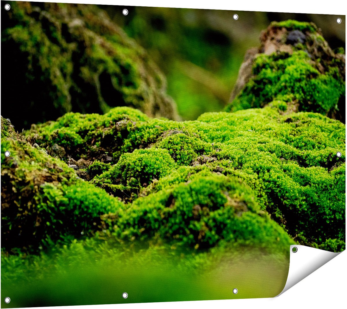 Gards Tuinposter Groen Mos - 120x90 cm - Tuindoek - Tuindecoratie - Wanddecoratie buiten - Tuinschilderij Multikleur