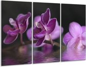 Glasschilderij Orchidee - Paars, Zwart - 120x80cm 3Luik - Foto Op Glas - Geen Acrylglas Schilderij - GroepArt 6000+ Glas Art Collectie - Maatwerk Mogelijk