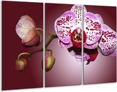 Glasschilderij Orchidee - Paars, Wit - 120x80cm 3Luik - Foto Op Glas - Geen Acrylglas Schilderij - GroepArt 6000+ Glas Art Collectie - Maatwerk Mogelijk