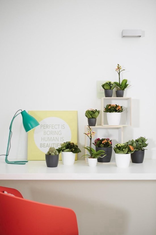 Petites plantes d'intérieur dans des pots blancs, noirs et orange sur un bureau avec une lampe de bureau verte.