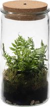 Bol.com Ecosysteem plant met lamp - Ecoworld Jungle Weck Glas met Lamp + 1 Terrarium plant varen - Ø 105 cm - Hoogte 21 cm aanbieding