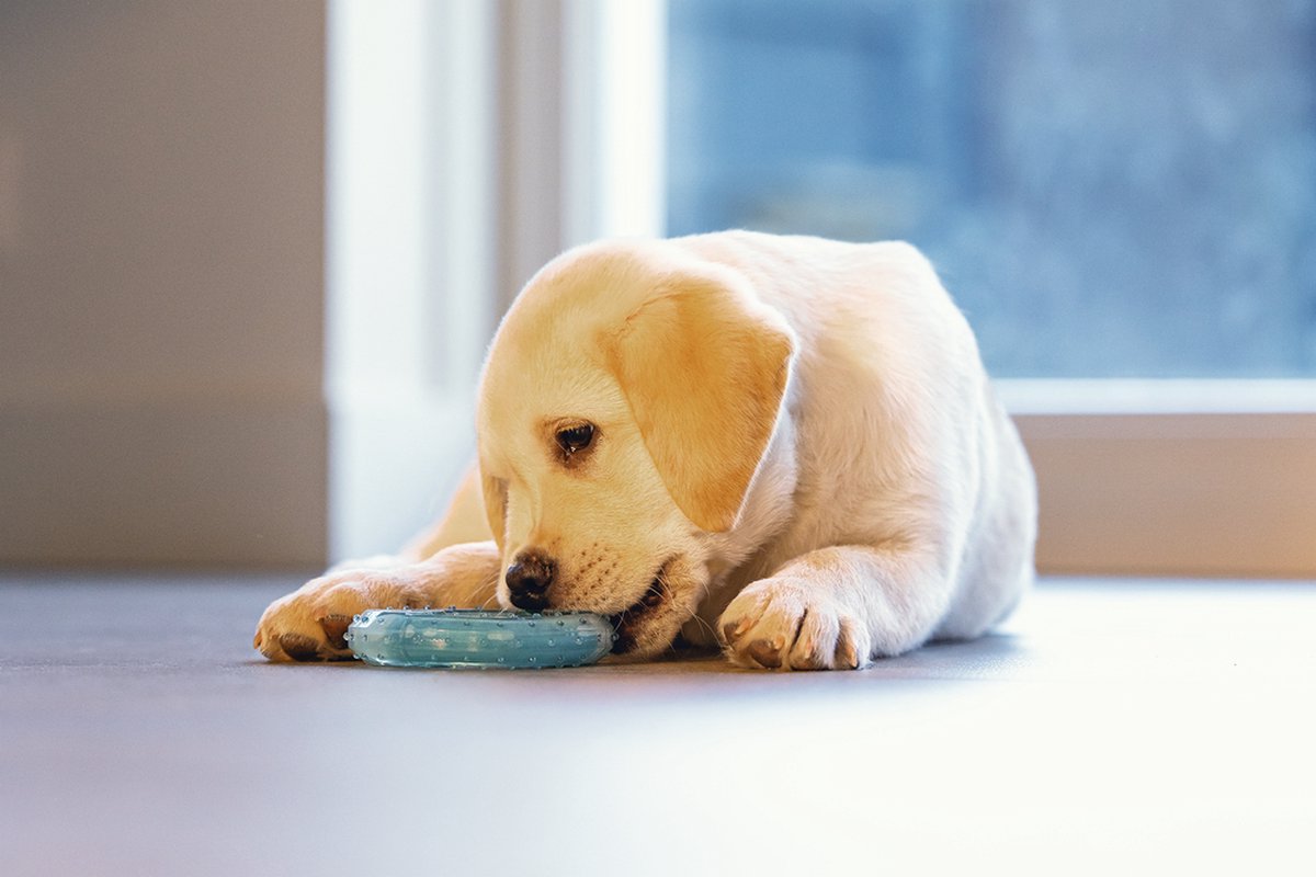 Beeztees Puppy Koel Bijtring Lou - Puppy Speelgoed thumbnail 6