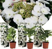 Plant in a Box - Hortensia Teller - Set van 3 - Wit - Tuinhortensia - Pot 9cm - Hoogte 25-40cm