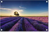 Tuinposter lavendel - Tuindecoratie bloemen - 60x40 cm - Wanddecoratie voor buiten - Schutting decoratie paars - Buitenposter - Paarse schuttingdoek - Tuindoeken - Tuin doek - Balkon poster
