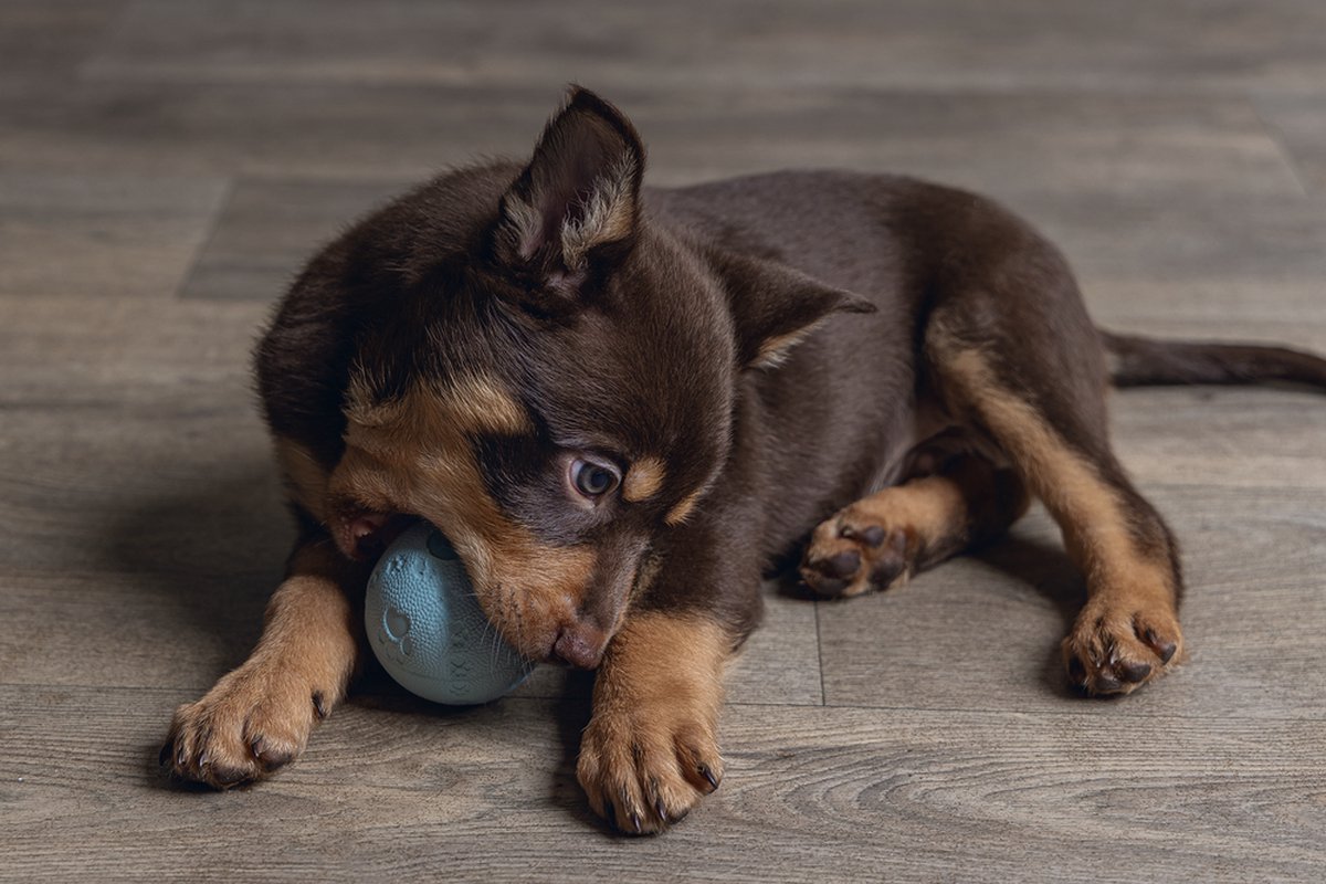 Beeztees Puppy Play Bal - Hondenspeelgoed thumbnail 2