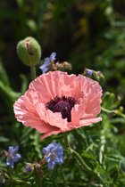 3 stuks | Papaver orientale P11 cm