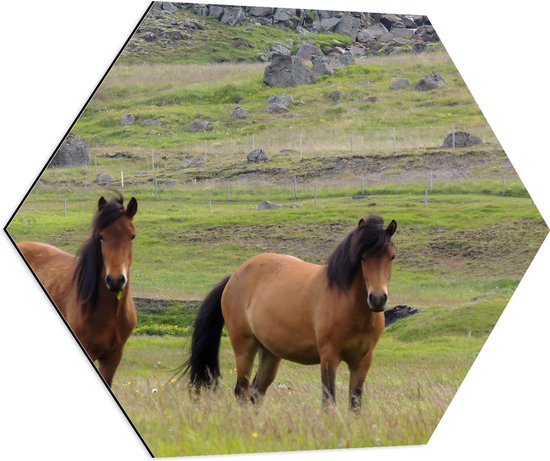 Dibond Hexagon - Twee Bruine Wilde Paarden in de Bergen van IJsland - 70x60.9 cm Foto op Hexagon (Met Ophangsysteem)