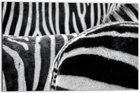 Dibond - Strepen op Lichamen van Kudde Zebra's - 60x40 cm Foto op Aluminium (Met Ophangsysteem)