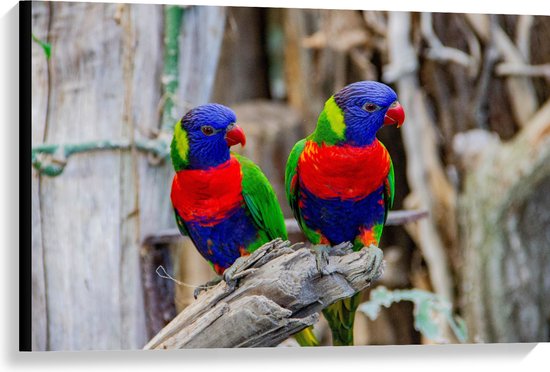 Canvas - Twee Regenboogkleurige Vogels zittend op Tak - 90x60 cm Foto op Canvas Schilderij (Wanddecoratie op Canvas)