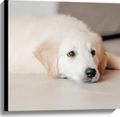 Canvas - Liggende Golden Retriever Puppy op de Vloer - 60x60 cm Foto op Canvas Schilderij (Wanddecoratie op Canvas)