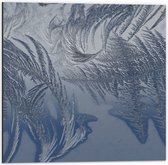 Dibond - Bevroren Vogel Veren - 50x50 cm Foto op Aluminium (Met Ophangsysteem)