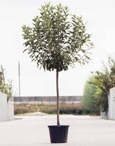 Grote Appelboom | Malus domestica ‘Rode Boskoop’ | Halfstam | 180 - 230 cm | Stamomtrek 11-14 cm | 6 jaar