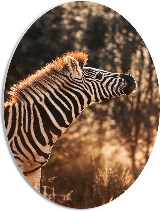 PVC Schuimplaat Ovaal - Zijaanzicht van Zebra met Kop Omhoog - 30x40 cm Foto op Ovaal (Met Ophangsysteem)