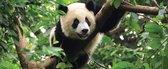 Fotobehang Panda | PANORAMIC - 250cm x 104cm | 130g/m2 Vlies